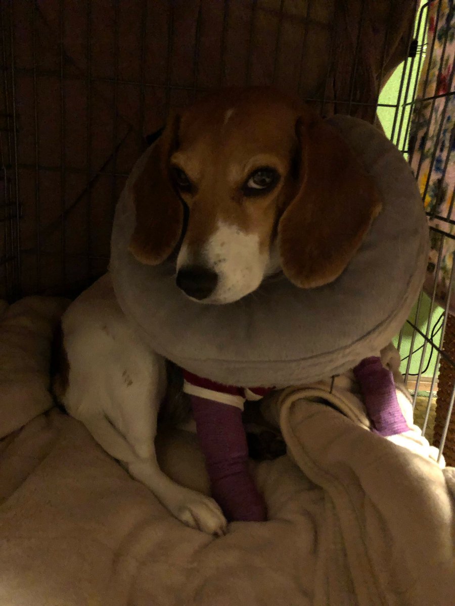 shara_dog's tweet photo. 噛まれたのは前脚でしたが 胸から滲み出るような出血が止まらず 最終的には皮膚は壊死しました。何よりビーグルが食べないという恐怖と体中ブヨブヨになり怖かったです。とにかく質が良く色んな意味でもパワーのあるものをと屋久鹿を与えました。ありがとう屋久鹿さん🥹 #屋久鹿 https://t.co/Dy41c37jWz