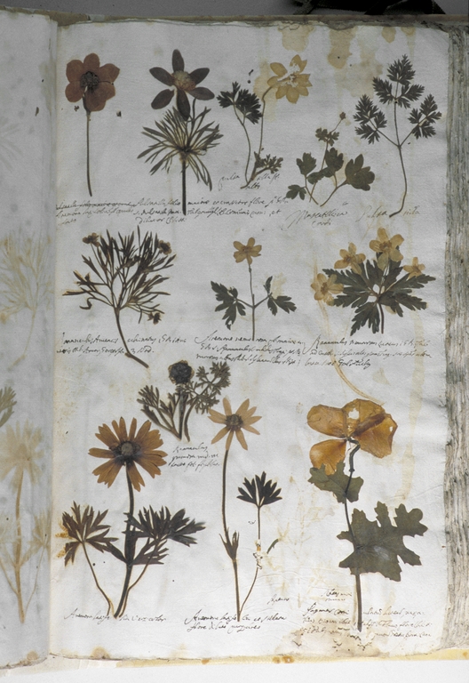 El mes vinent es celebrarà la IX Trobada de tècnic i tècniques de Col·leccions de Ciències Naturals
Animeu-vos a participar 
<a href="/IBB_botanic/">Institut Botànic de Barcelona</a> <a href="/museuciencies/">MCNB</a> ...