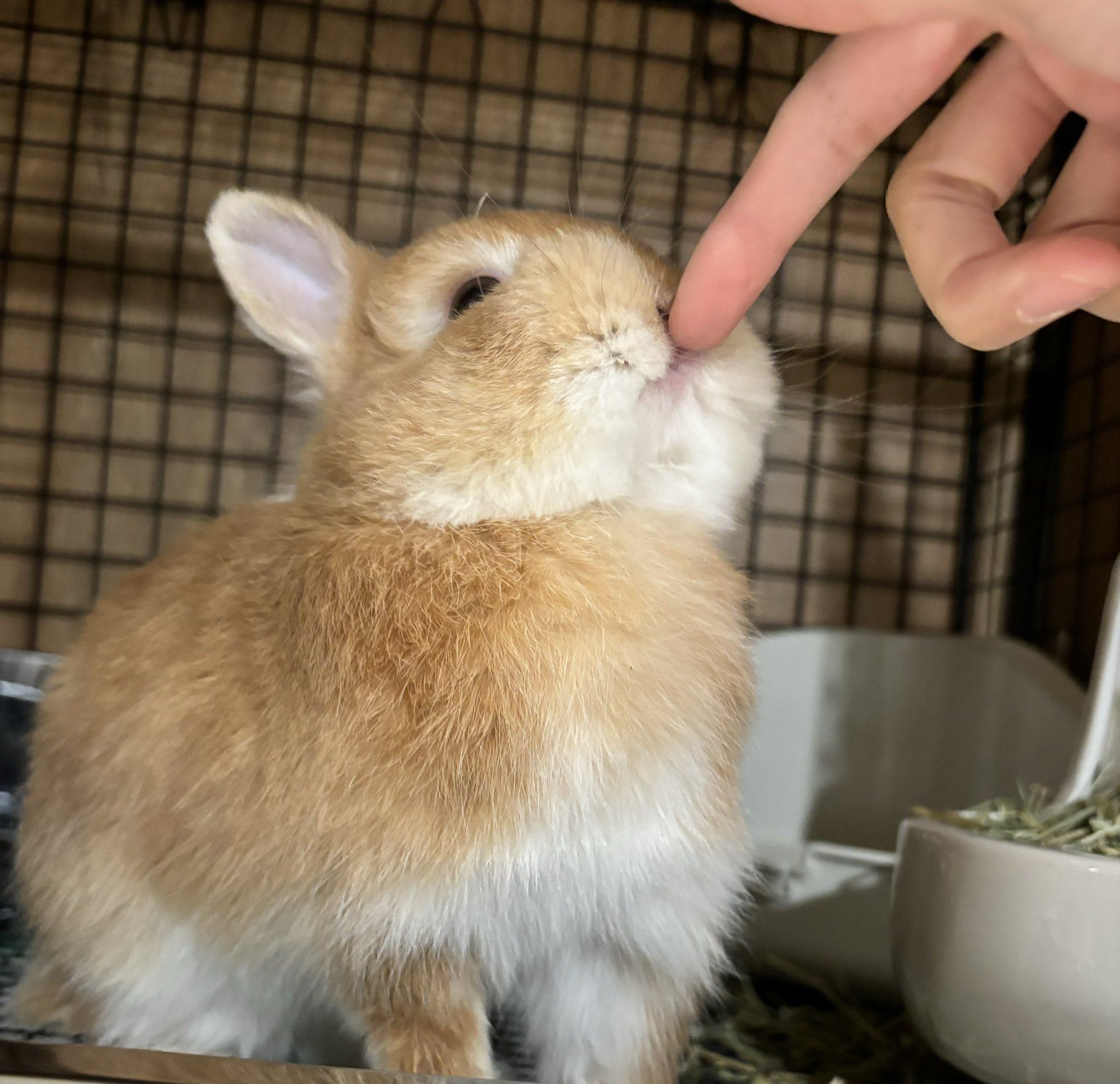 うさぎのしっぽ横浜店 on X: 