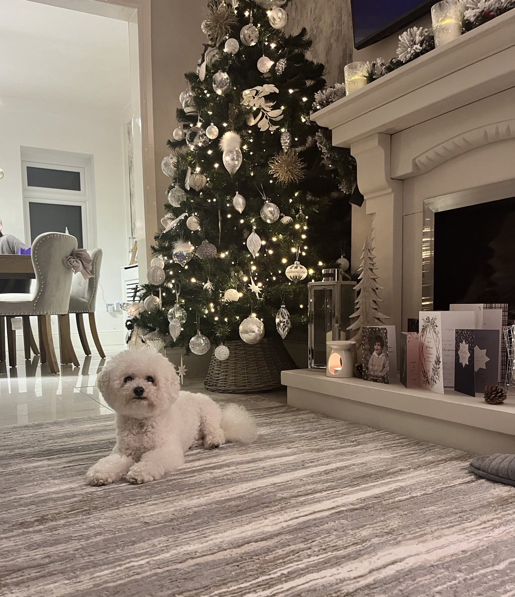 The last few weeks…
First audition of 2025
NYE last minute outing
Finishing up as Santa’s helpers
Timmy being the best present under the tree 🩵