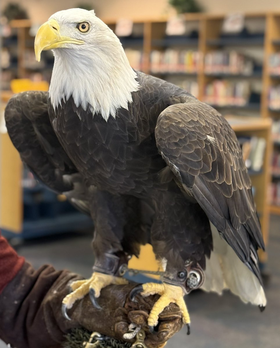 Speed your wings professional development. Culture and MTSS-B. What does it mean to be an Eagle? What does being an eagle mean? #extraordinary #goeagles #eagle