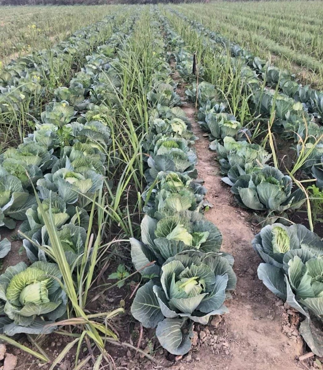 Om Prakash Singh Dycc Saharanpur उप गन्ना आयुक्त (@opsinghdycc) on Twitter photo 