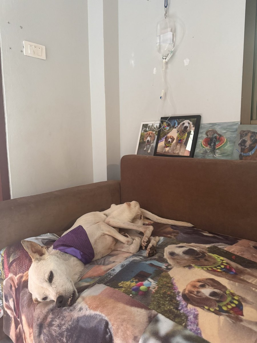 Little Alba is having one of her toughest days today. It’s been very up and down and some little set backs. 

Her body is just under extreme pressure. 

It’s not all bad news and I’m still hopeful. She could do with your prayers / thoughts or whatever you do 🙏… (1/6) 🧵