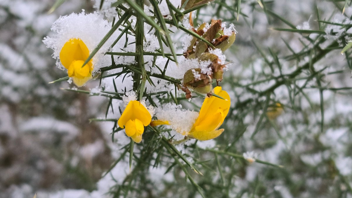 Gaspeldoorn zondagmorgen aan de Buurserbeek - Ulex europaeus - floravannederland.nl/planten/gaspel…