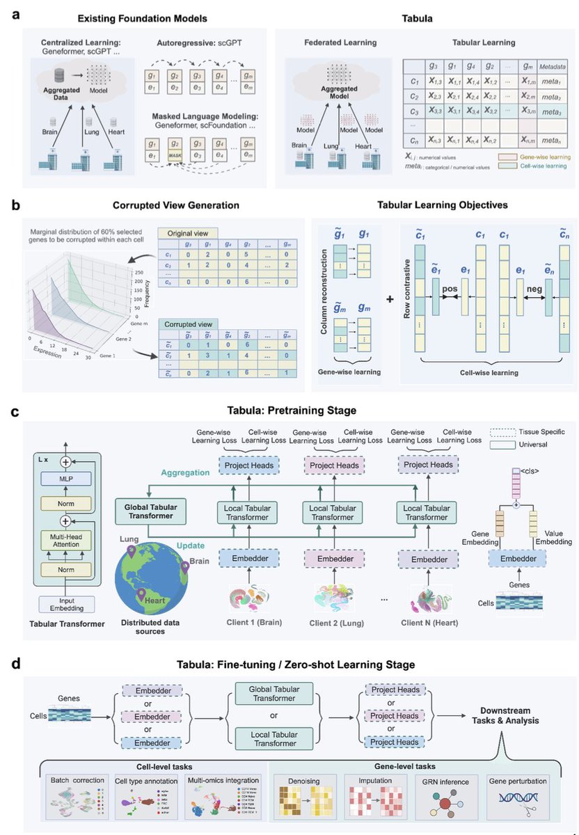 JiayuanDing's tweet photo. 🚀Extremely excited to announce our new Foundation Model for single-cell, Tabula -- a privacy-preserving foundation model of single-cell transcriptomics
with federated learning and tabular modeling.

Pre-print available: https://t.co/XaF4MVcBPD
Open-source code and models: https://t.co/gP5TLuu9e2

Highlights of Tabula include:

💡Federated Learning: Tabula enables collaborative training across distributed clients (e.g., hospitals) without sharing raw data, preserving data privacy.

🔬Tabular Modeling: Tabula introduces a novel self-supervised pretraining objective that explicitly models the tabular structure of single-cell data.

🏪 Tissue-Specific Embedders: Tabula generates tissue-specific embedders that capture unique features of individual tissues, especially in zero-shot settings.

⚒️ Downstream Task Benchmarking: Tabula outperforms state-of-the-art Foundation Models in various downstream tasks below with only half the data for pretraining.
Gene-level:
- Genetic perturbation and reverse-perturbation predictions
- Gene imputation
Cell-level:
- Cell type annotation
- Multi-batch integration
- Multi-omics integration

🎸 Biological Verification: Tabula accurately reveals pairwise and even combinatorial regulatory logic across diverse biological systems, including hematopoiesis, pancreatic endogenesis, neurogenesis, and cardiogenesis using one model without any fine-tuning.

Kudos to team members Jianhui (@JilinJJ) and Shiyu (@shiyu_jiang23 ) for their incredible dedication to this project and the guidance and support from Xiaojie (@Xiaojie_Qiu ), Jiliang (@tangjiliang ), and Min Li.
