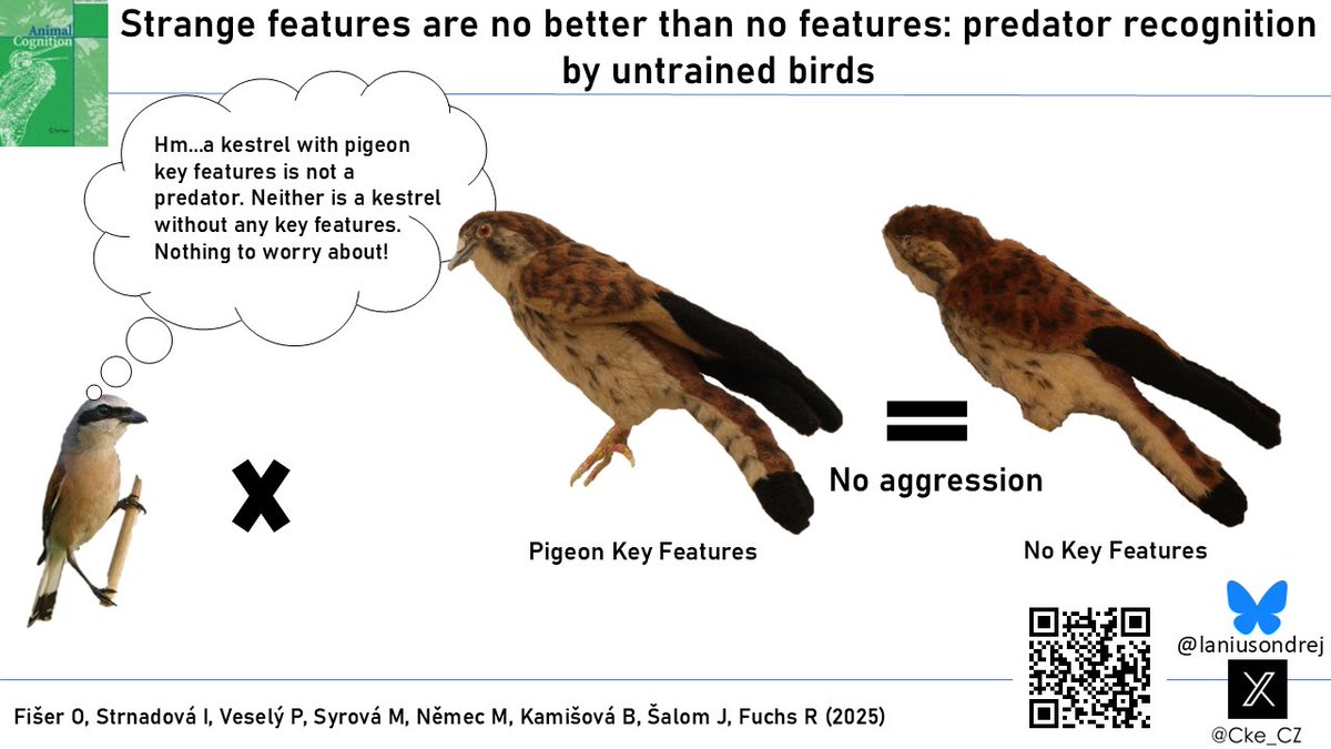 Czech Centre of Cognitive Ethology (@cke_cz) on Twitter photo 🦅⚔️ What happens if a feared predator loses its dangerous weapons or swaps them for harmless ones? 🤯
This study on predator recognition led by <a href="/LaniusOndrej/">Ondrej Fiser</a> will both amuse and surprise you 🤩 #Ornithology doi.org/10.1007/s10071… 🦅⚔️ What happens if a feared predator loses its dangerous weapons or swaps them for harmless ones? 🤯
This study on predator recognition led by <a href="/LaniusOndrej/">Ondrej Fiser</a> will both amuse and surprise you 🤩 #Ornithology doi.org/10.1007/s10071…
