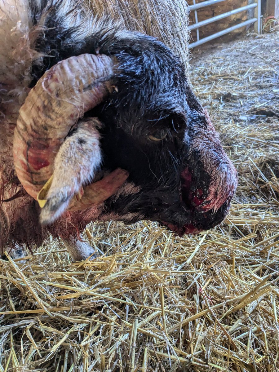 sheepinstitches's tweet photo. My ewe was attacked by a dog yday in the fields by @NTCotswolds Ebworth Estate walker's car park. She suffered severe facial injuries, a broken lower jaw, immense pain &amp; was euthanised by our vet. I don't believe the owner/walker didn't witness this or know the dog had gone off! https://t.co/muQkvPwqcX