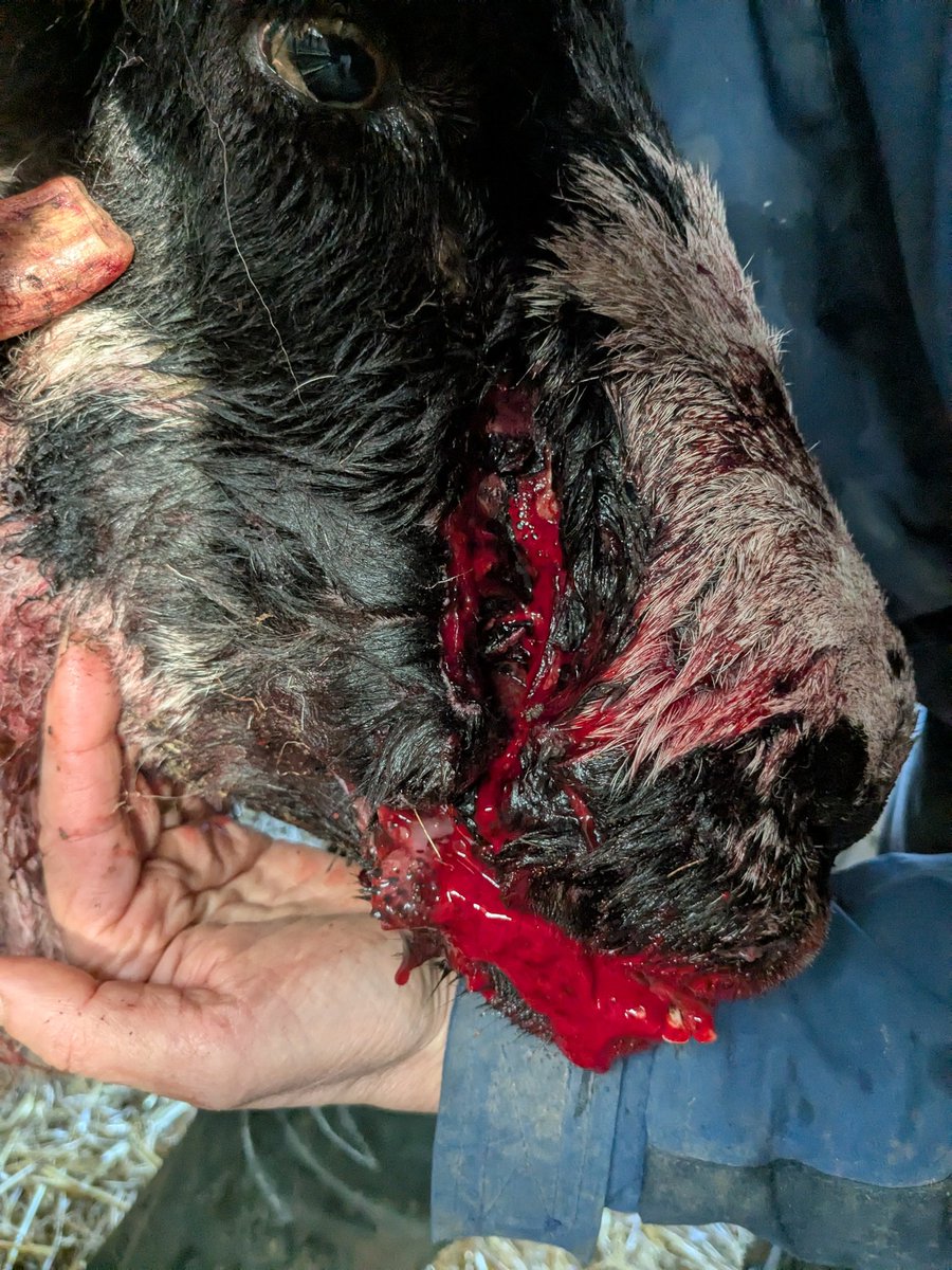 sheepinstitches's tweet photo. My ewe was attacked by a dog yday in the fields by @NTCotswolds Ebworth Estate walker's car park. She suffered severe facial injuries, a broken lower jaw, immense pain &amp; was euthanised by our vet. I don't believe the owner/walker didn't witness this or know the dog had gone off! https://t.co/muQkvPwqcX