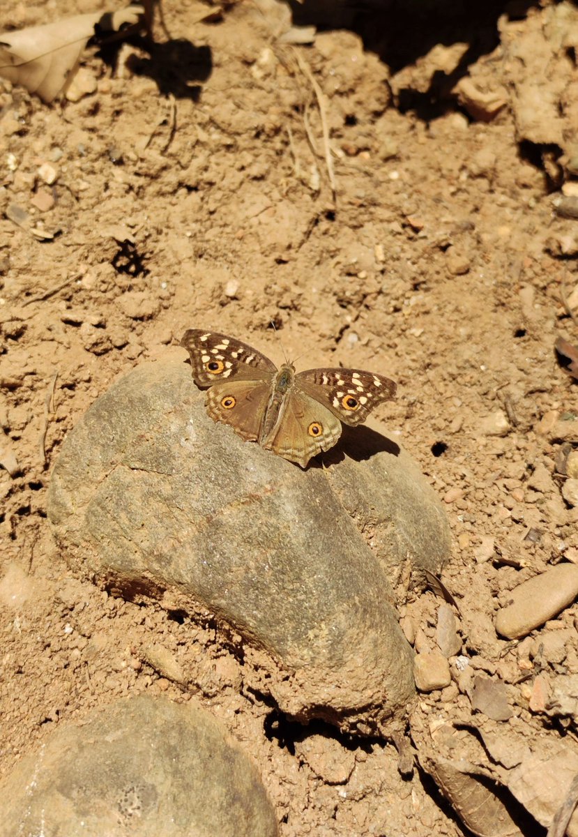 Nandita Sen (@nandita_sen) on Twitter photo A lemon pansy for #TitliTuesday #butterfly
#nature #IndiAves #NaturePhotography
#TwitterNatureCommunity
<a href="/IndiAves/">IndiAves</a> <a href="/savebutterflies/">Butterfly Conservation 🦋</a>
<a href="/Greenwings/">Greenwings Wildlife Tours</a> A lemon pansy for #TitliTuesday #butterfly
#nature #IndiAves #NaturePhotography
#TwitterNatureCommunity
<a href="/IndiAves/">IndiAves</a> <a href="/savebutterflies/">Butterfly Conservation 🦋</a>
<a href="/Greenwings/">Greenwings Wildlife Tours</a>