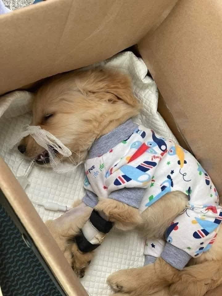 DogLovers03's tweet photo. Please don't swipe past without sending him some love and prayer 😢❤ https://t.co/4QiOYg1Lx3