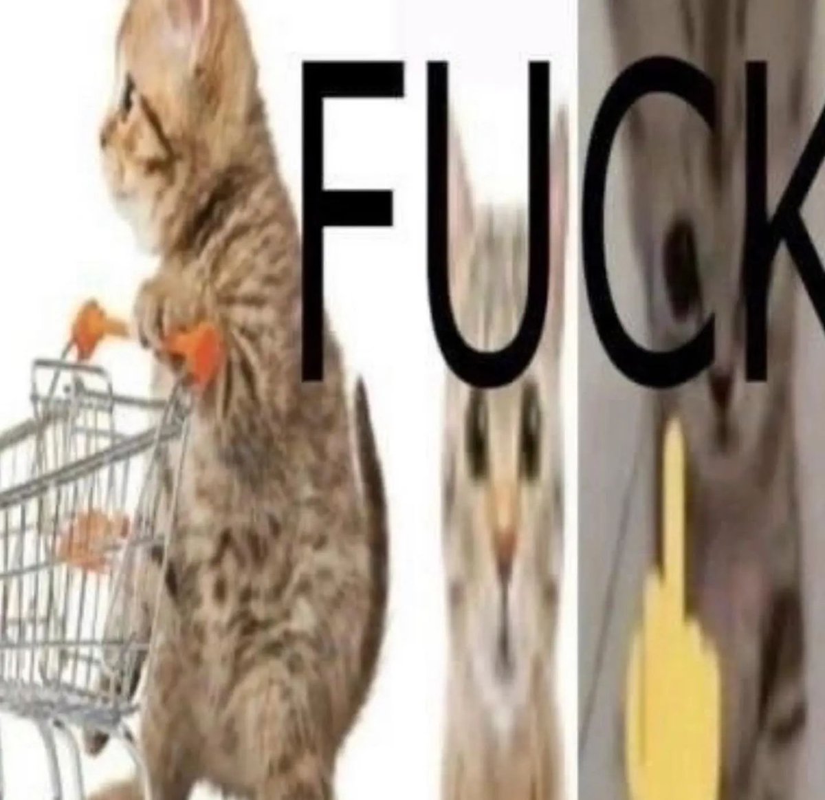 Punch Cat (@punchingcat) on Twitter photo 