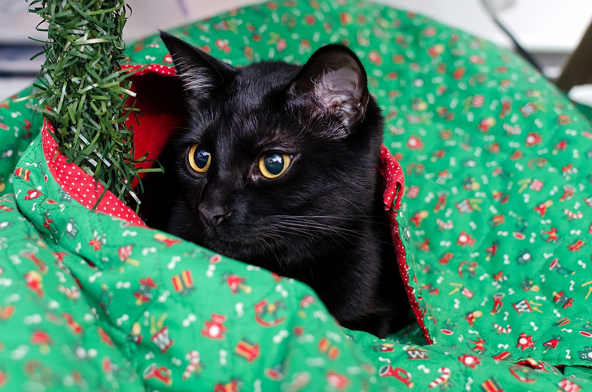 Taking the Xmas tree down soon, but managed to grab a single photo of Haven in the tree skirt before I do (and before she jumped out).