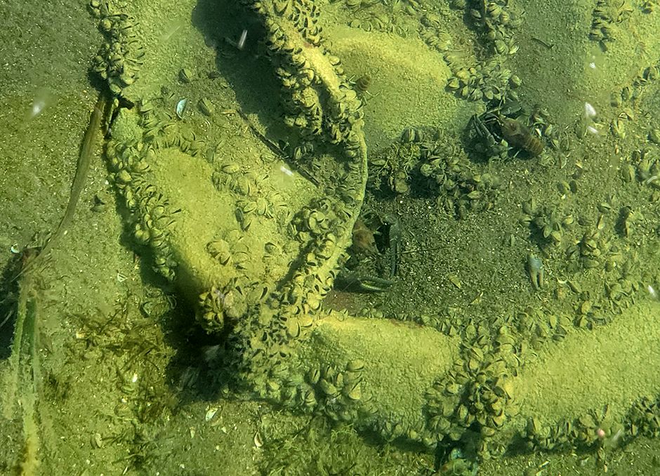 "In lakes with zebra mussels, mercury levels in walleyes were found to be on average 72 percent higher than in walleyes from uninvaded lakes. For perch, the number is an astonishing 157 percent." minnpost.com/environment/20…