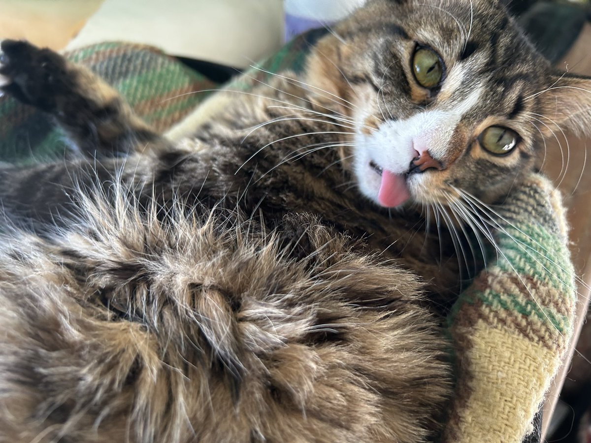 PrinceFinn23038's tweet photo. Bath time 🛁 

#Cat #catboy #CatsOfTwitter #CatsOnX #CatsOfX https://t.co/WDqgfMJDjt