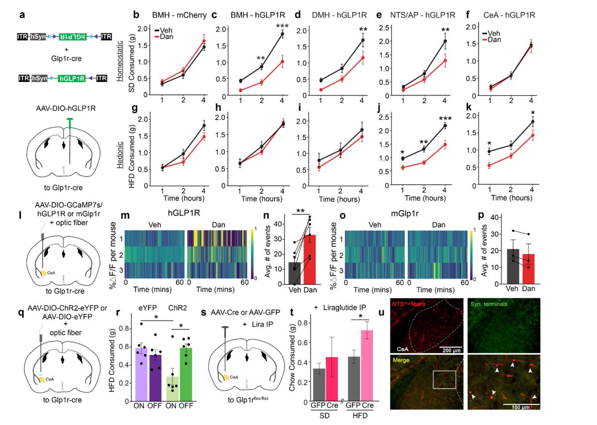 A dedicated neural circuit through which small molecule GLP1RAs modulate reward processing, suggesting broad therapeutic potential in conditions of dysregulated dopamine signaling including substance use disorder and binge eating 
pubmed.ncbi.nlm.nih.gov/39763823/