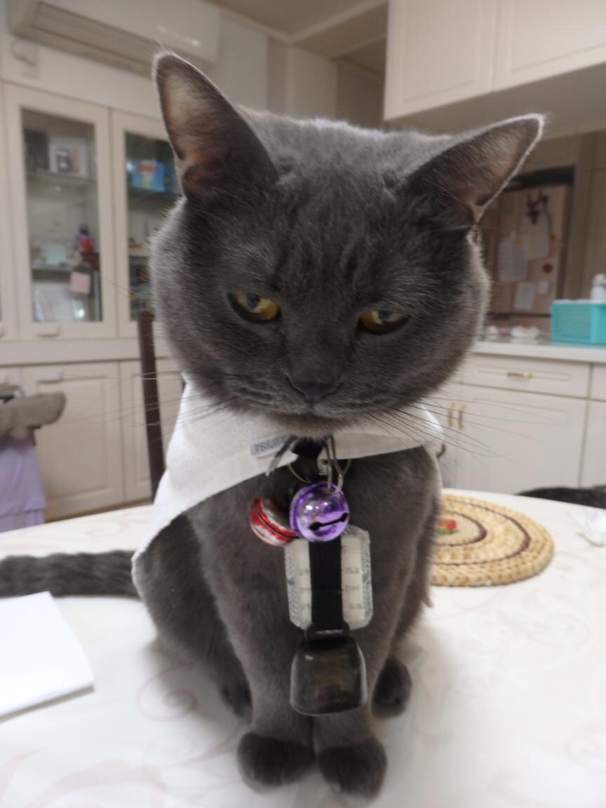 ねぇ、もっと猫好きの方と繋がりたいにゃん！
でもXが制限かけてくるせいでフォローがこれ以上できないにゃん...😞
お願いやからもっとフォローしてほしいにゃん！！🥺✨

怒ってるわけじゃないにゃん、面白い投稿を書けない 我輩の下僕(投稿者)に怒ってるにゃん