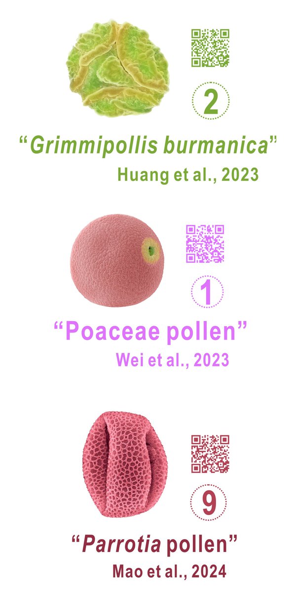 Limi Mao (@limi_mao) on Twitter photo Special issue completed finally!
"Pollen diversity, vegetation history and range shift in the (sub)tropics through the Cenozoic"
sciencedirect.com/special-issue/…
Big thanks to <a href="/OliJWilson/">Oliver Wilson</a> <a href="/VeraKorasidis/">Dr. Vera Korasidis</a> <a href="/Huasheng_Huang/">Huasheng Huang 黄华生</a> <a href="/weicaixia/">weicaixia</a> and other contributors for all wonderful contributions! Special issue completed finally!
"Pollen diversity, vegetation history and range shift in the (sub)tropics through the Cenozoic"
sciencedirect.com/special-issue/…
Big thanks to <a href="/OliJWilson/">Oliver Wilson</a> <a href="/VeraKorasidis/">Dr. Vera Korasidis</a> <a href="/Huasheng_Huang/">Huasheng Huang 黄华生</a> <a href="/weicaixia/">weicaixia</a> and other contributors for all wonderful contributions!
