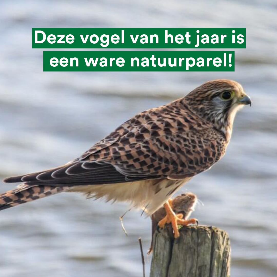 Judith Hofte tweet media