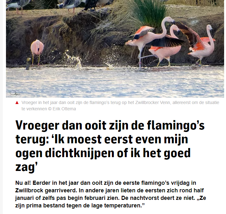 Ze zijn iets vroeger dan normaal: de eerste verkenners van de flamingo's in #Zwillbrock. Ze onderzoeken of hun broedgebied al geschikt is om de hele groep te laten overkomen.