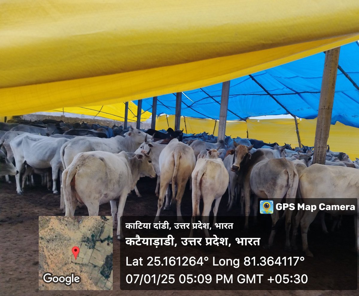 Maneesh3251MC's tweet photo. गौशाला कटैयाडांडी https://t.co/azOoLcHHf3