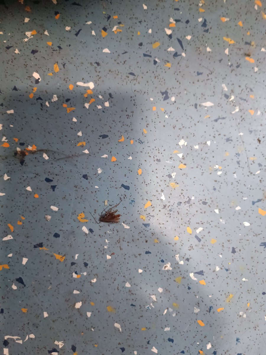 drumbuster's tweet photo. Mandovi Exp (10103) 7th Jan, 2025. Coach S5. Cockroaches everywhere, crawling on and under luggage, on seats and all panels. A pic of one of many we took out of service. Loving the experience, thanks. Will travel again, NOT. @KonkanRailway @maha_tourism https://t.co/o2UZqYGAFR