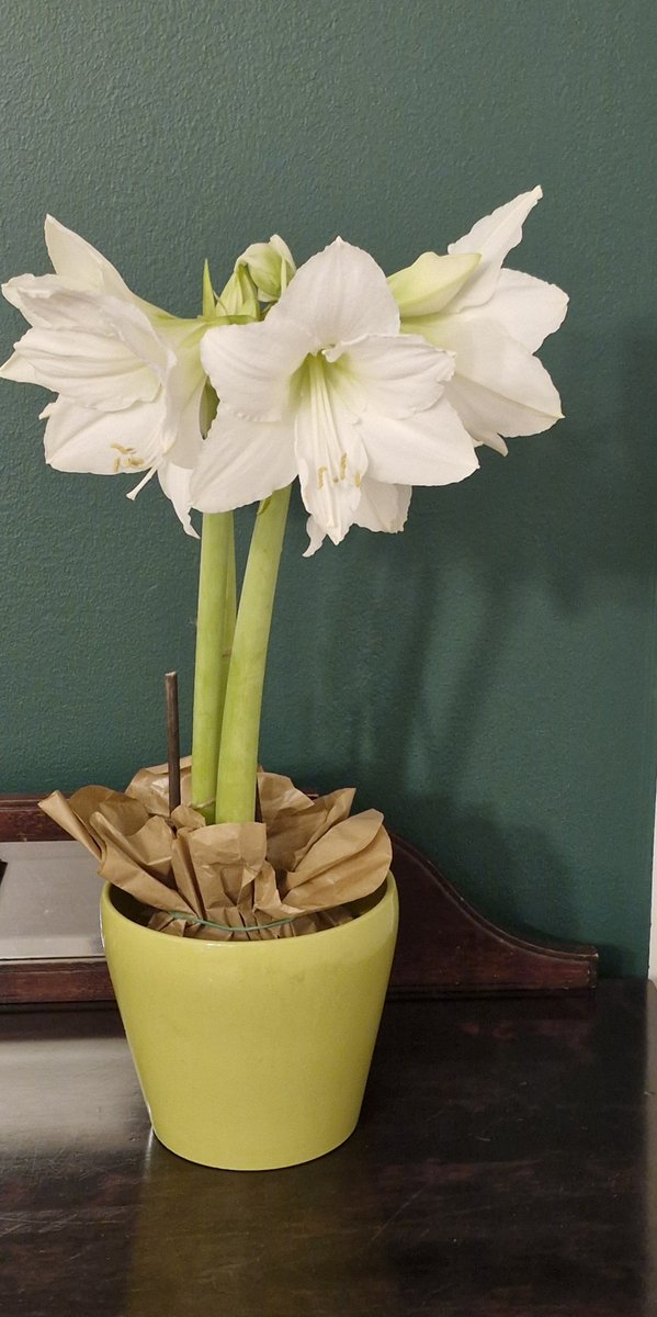 Amaryllis 😍