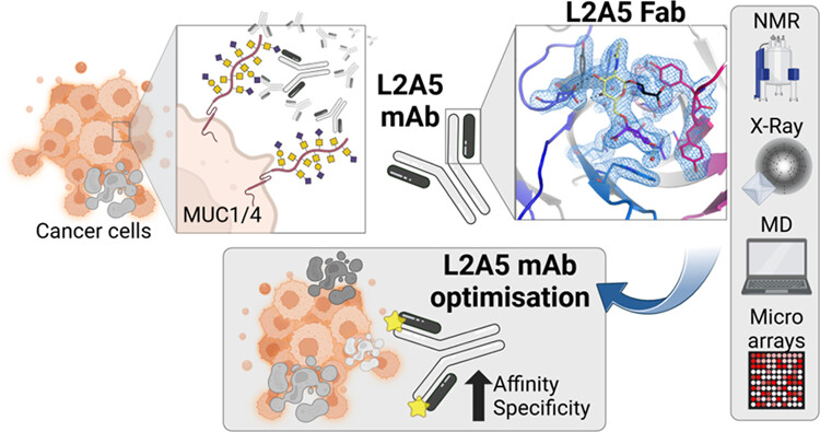 JACS Au (@jacs_au) on Twitter photo From <a href="/Glycotwinning/">GLYCOTwinning</a>: First high-resolution structural analysis of an anti-sTn mAb bound to the tumor-associated sTn-antigen. A breakthrough for improved cancer diagnostics & therapies! #Glycotime
Read the paper 👉 go.acs.org/c7M From <a href="/Glycotwinning/">GLYCOTwinning</a>: First high-resolution structural analysis of an anti-sTn mAb bound to the tumor-associated sTn-antigen. A breakthrough for improved cancer diagnostics & therapies! #Glycotime
Read the paper 👉 go.acs.org/c7M