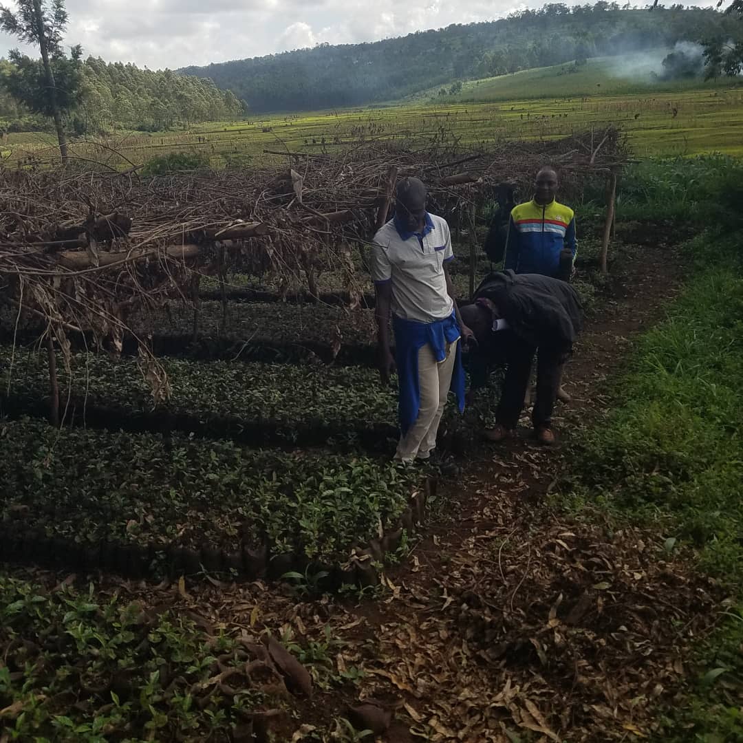 IRI_MAGAZINE's tweet photo. Ni k'umutumba wa #GITWA, Commune #Tangara muri @NgoziProvince, uwu wa 07/01/2025, haharuwe imivyaro y'ikawa zigiye guhabwa abenegihugu zarwijwe na #COJELEDE na #CECODEBU zo muri @Consortium_IRI, igikorwa kikaba catewe iteka na #Ahmad_Niyimbona, S.G wa @Consortium_IRI.
@ODECABDI https://t.co/tKW8CQ8MQQ