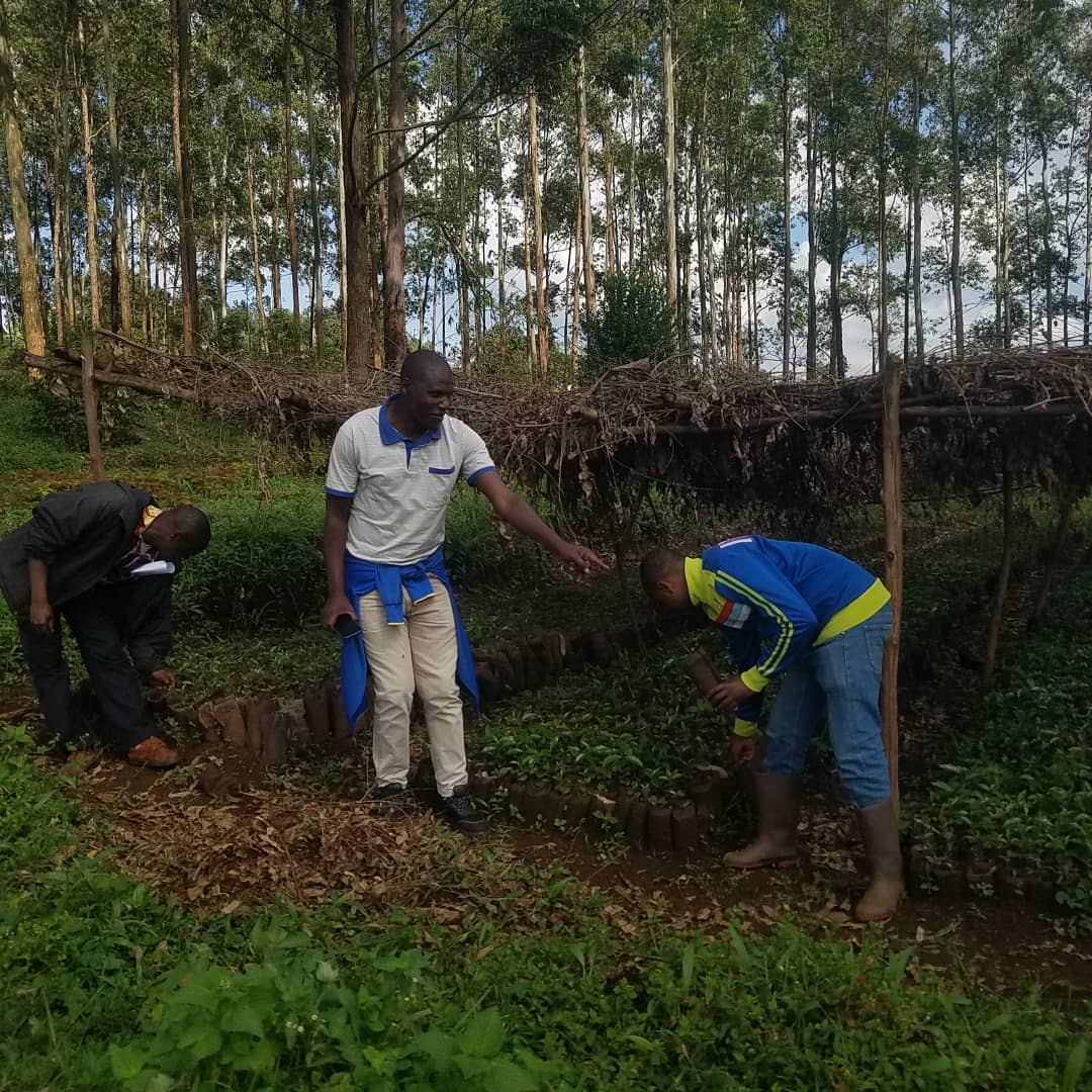 IRI_MAGAZINE's tweet photo. Ni k'umutumba wa #GITWA, Commune #Tangara muri @NgoziProvince, uwu wa 07/01/2025, haharuwe imivyaro y'ikawa zigiye guhabwa abenegihugu zarwijwe na #COJELEDE na #CECODEBU zo muri @Consortium_IRI, igikorwa kikaba catewe iteka na #Ahmad_Niyimbona, S.G wa @Consortium_IRI.
@ODECABDI https://t.co/tKW8CQ8MQQ