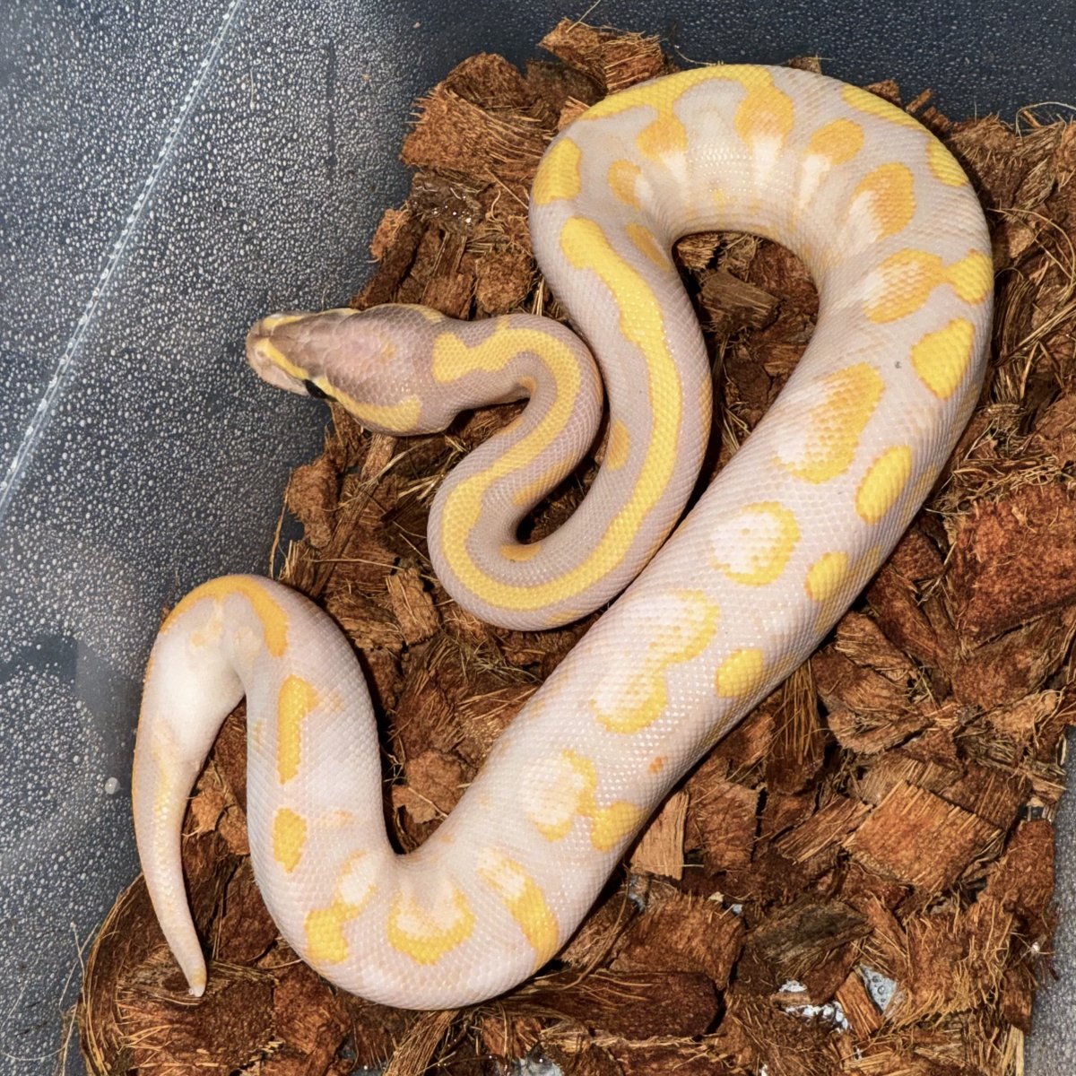 06shockwave tweet media