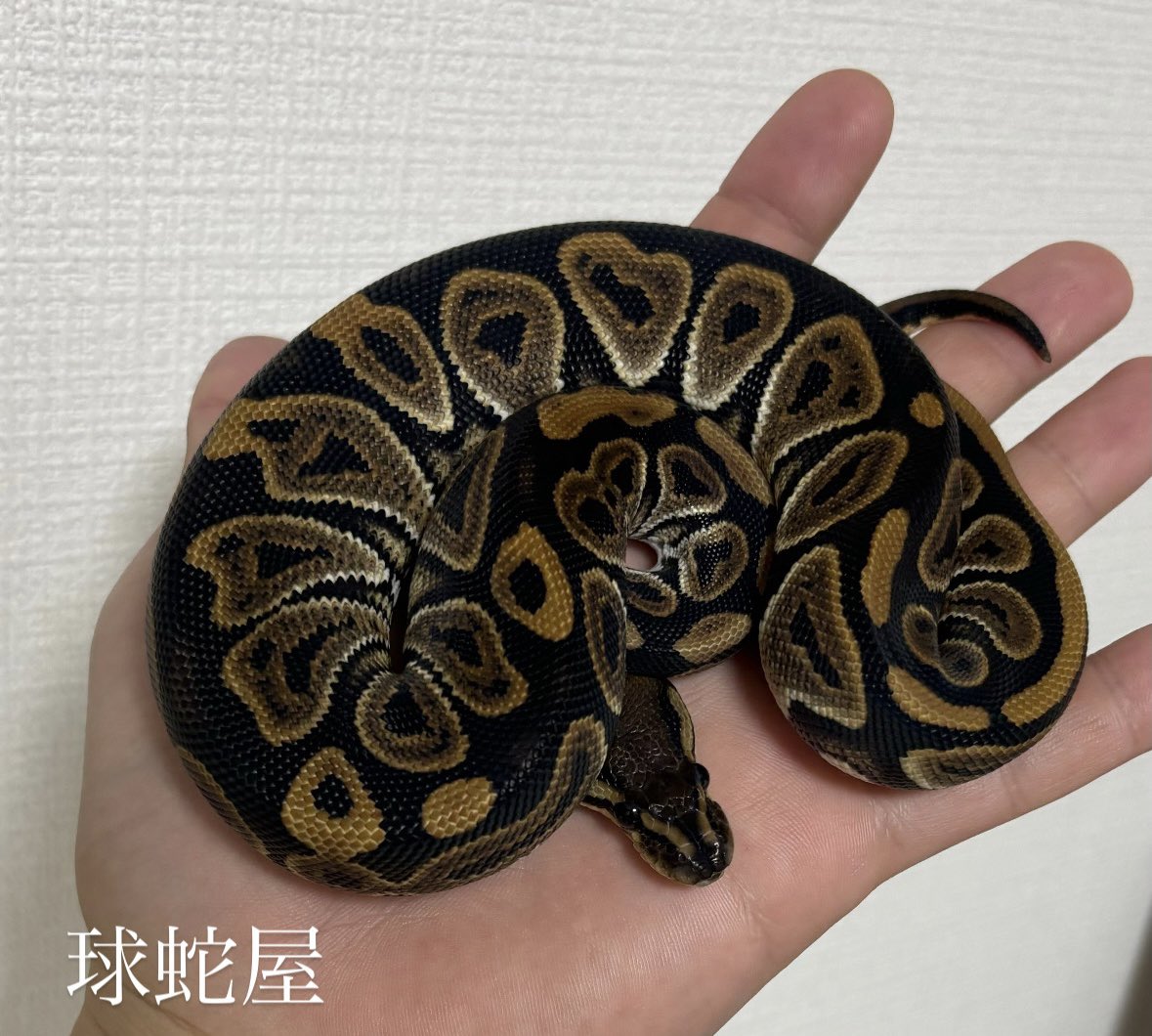 ボールパイソン専門店　球蛇屋 tweet media