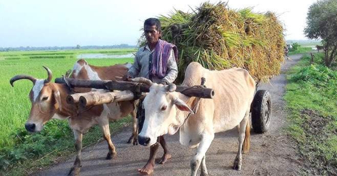 নড়াইলে আধুনিকতার ছোঁয়ায় গ্রামবাংলার ঐতিহ্যবাহী গরুর গাড়ি বিলুপ্তপ্রায়