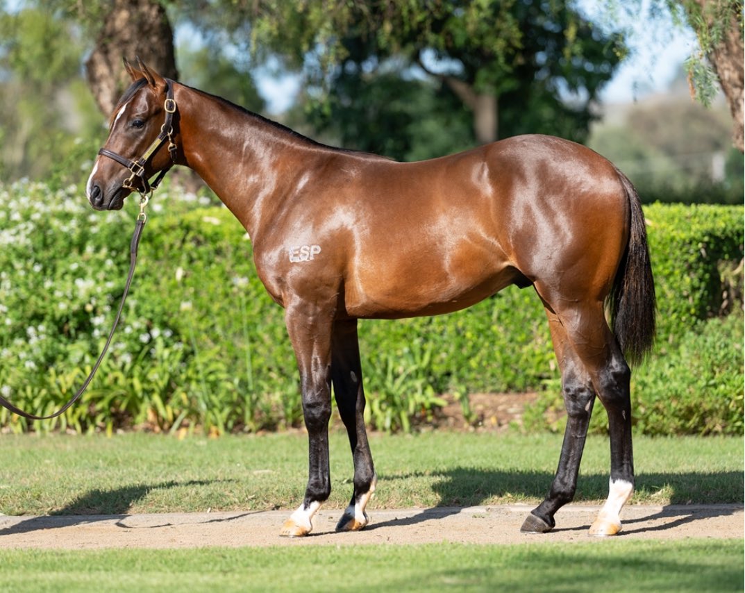Price Kent Racing (@mickpriceracing) on Twitter photo Day 1 done at <a href="/mmsnippets/">Magic Millions</a> ✅
Ownership opportunities remain in the following:
Lot 21 St Mark’s Basilica Colt $150k
Lot 30 Maurice Filly $200k
Lot 88 Toronado Colt $130k
Lot 118 Bivouac Colt $140k
Lot 181 Exceedance Colt $160k
Contact <a href="/ShonaDrechsler/">Shona Drechsler 🐮🇦🇺🐴</a> for more info! Day 1 done at <a href="/mmsnippets/">Magic Millions</a> ✅
Ownership opportunities remain in the following:
Lot 21 St Mark’s Basilica Colt $150k
Lot 30 Maurice Filly $200k
Lot 88 Toronado Colt $130k
Lot 118 Bivouac Colt $140k
Lot 181 Exceedance Colt $160k
Contact <a href="/ShonaDrechsler/">Shona Drechsler 🐮🇦🇺🐴</a> for more info!