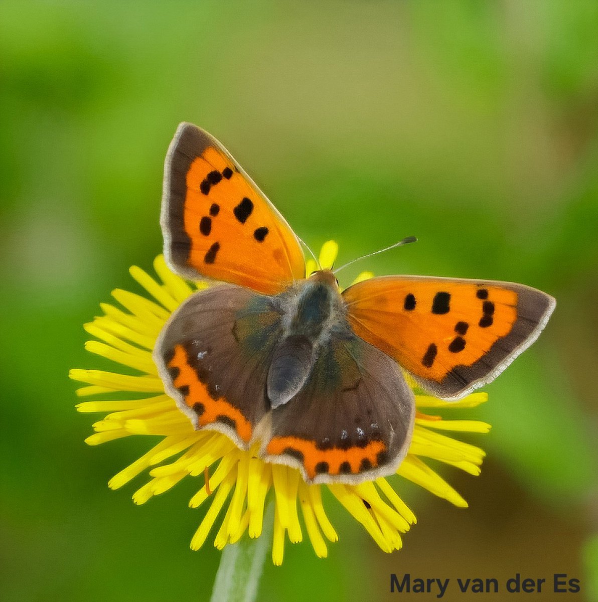 maryvanderes's tweet photo. #Dag7 van #vlindermaand .
De #Kleine_vuurvlinder #Lycaena_phlaeas #Small_Copper .
@ErikDePay @vlinderNL https://t.co/mPyOnWZRzI