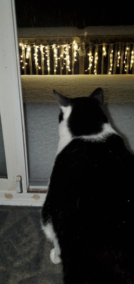 How high is the snow at my house? Cat-ears-high <a href="/WTOP/">WTOP</a> <a href="/Brian7NewsDC/">Brian van de Graaff</a>