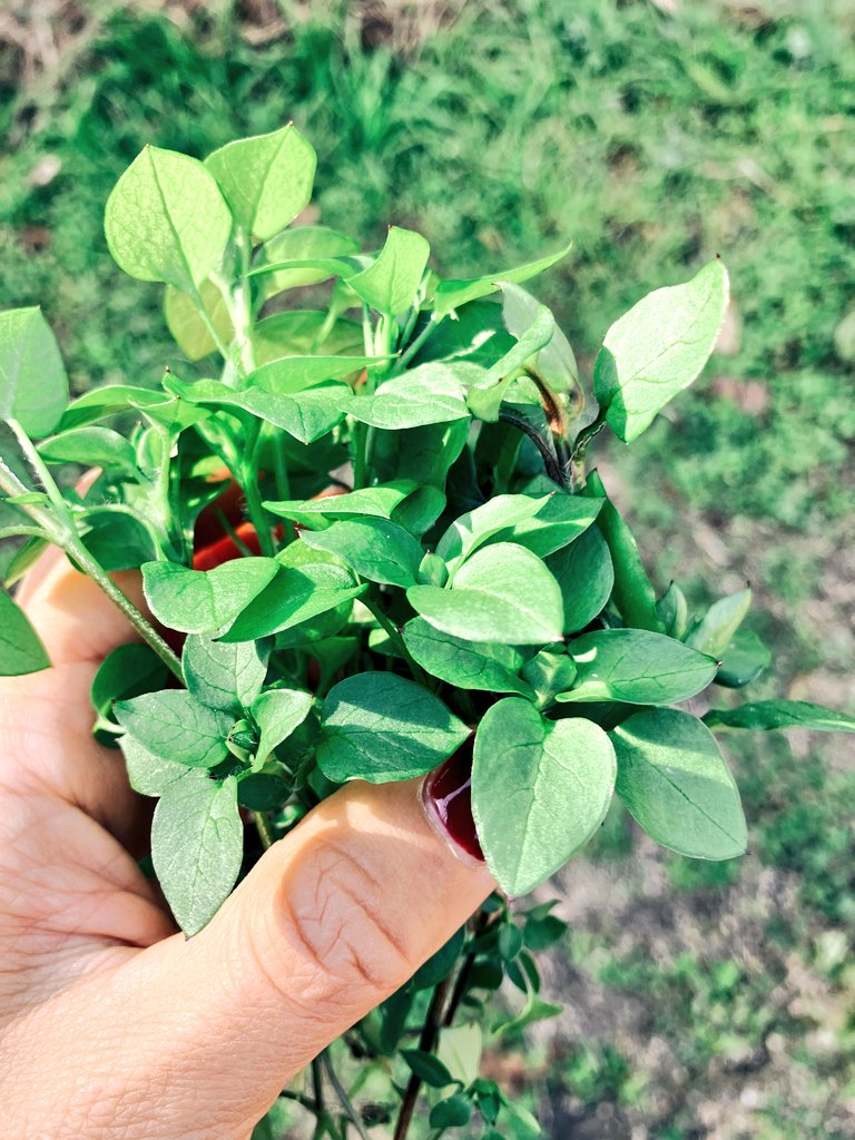 BuckedbytheStar's tweet image. Went foraging around our parent's garden for nanakusa-gayu herbs. So good for the soul🌿 #Ehime #Japan