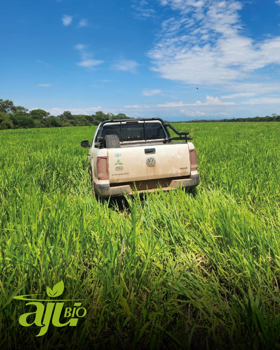 AJUSRL's tweet photo. MANTO VERDE 🌱✨
Así esta nuestra brachiaria en "Charco", lista para
cumplir su misión: preparar el suelo para una siembra
de poroto sostenible y productiva. 🌿💪

En #AJUBio apostamos al equilibrio entre
productividad y cuidado del suelo.🌍 https://t.co/MEtM3Mt2dn