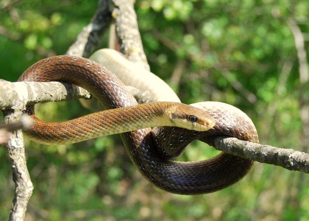 SarahJanes77's tweet photo. Leaving to set up for the Lady of the Lake Dream Myth Retreat tomorrow am! Do you think weโll find any of the Aesculapian snakes - ๐ at least two escaped populations in Wales! #๐ด๓ ง๓ ข๓ ท๓ ฌ๓ ณ๓ ฟ #aesculapiansnakes #wales #dream #welshmyth #mythology #storytelling #ancient #ladyofthelake https://t.co/AkRRHtxgAa