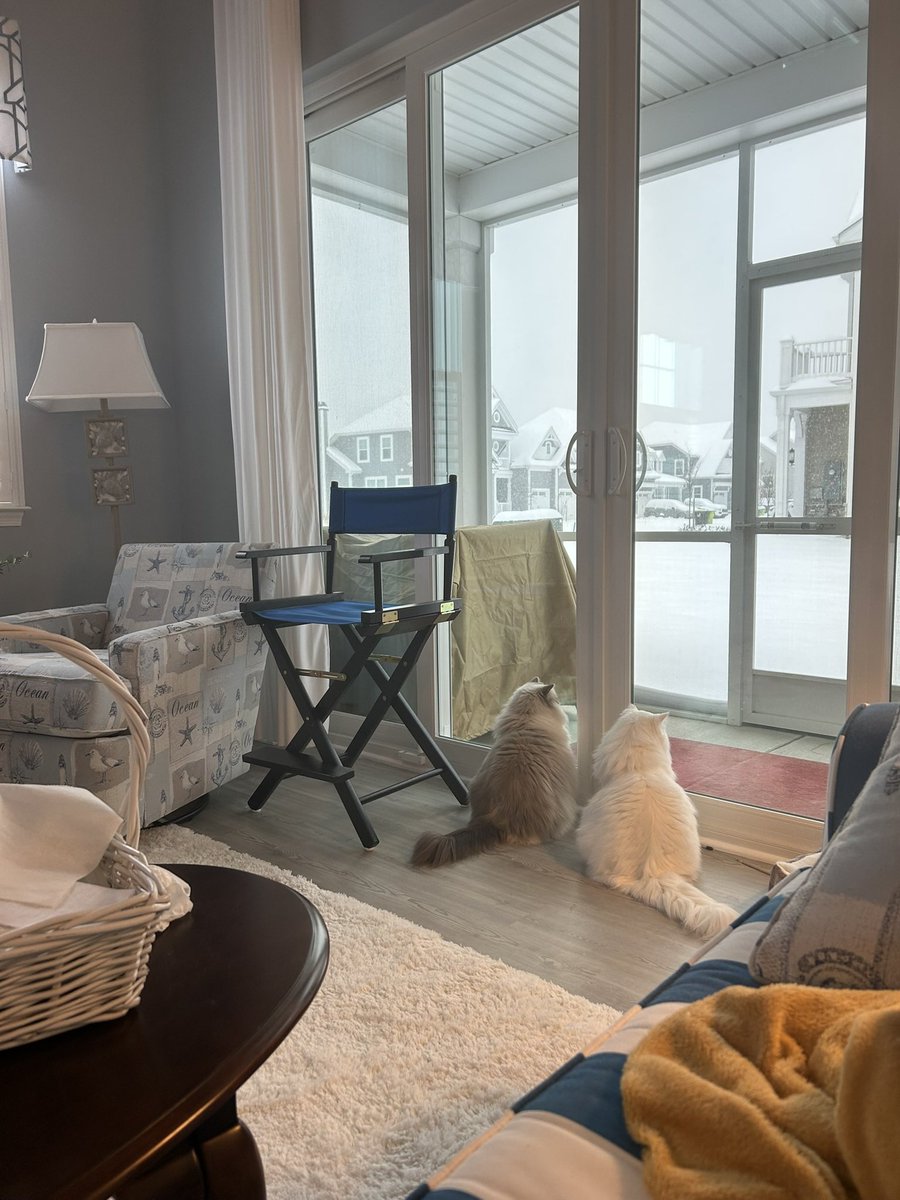 My sweet cats seeing snow for the first time 🥰