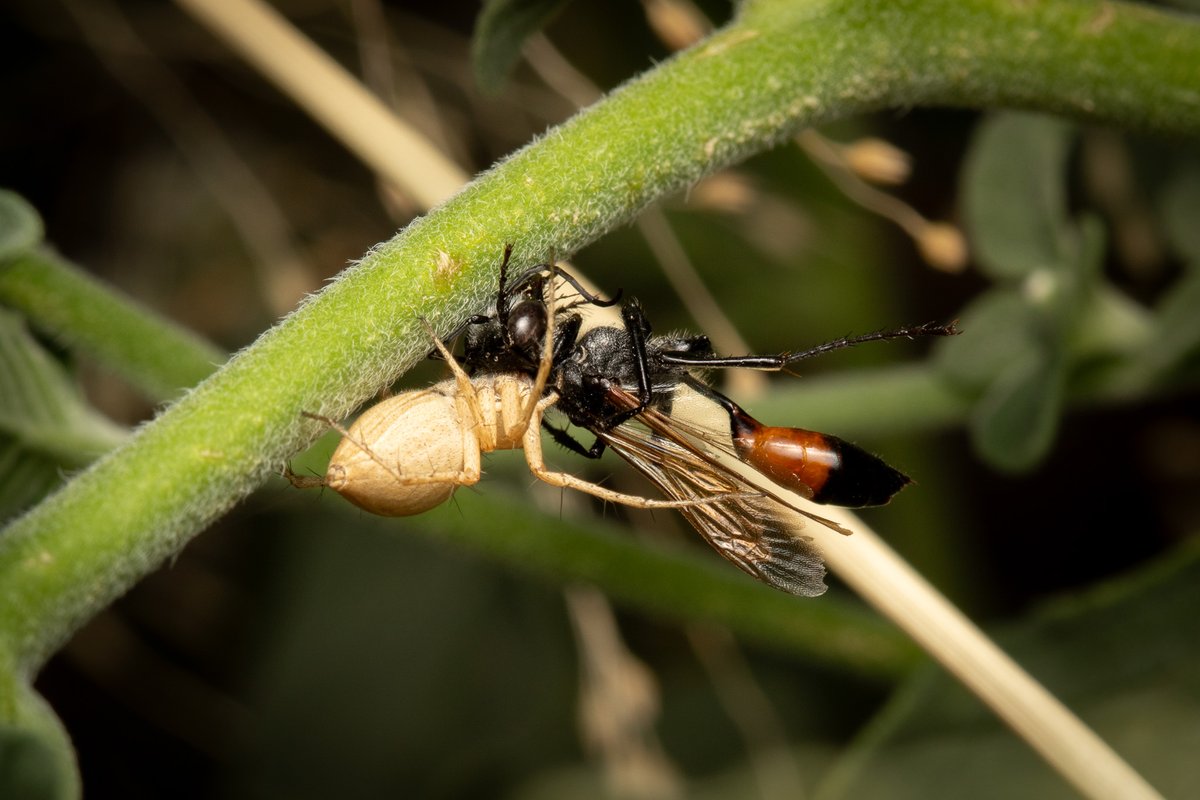 Amber BC (@amberb_c) on Twitter photo Spiders: Beneficial or bad news in paddocks? Entos & Agros let me know your thoughts. This Lynx spider aimed high in 2025, capturing a Caterpillar-hunter Specid wasp <a href="/IOA_UWA/">The UWA Institute of Agriculture</a> <a href="/GRDCWest/">GRDC West</a> <a href="/AFEntomology/">Agricultural and Forest Entomology</a> <a href="/Aust_Ent_Soc/">Australian Entomological Society</a> Spiders: Beneficial or bad news in paddocks? Entos & Agros let me know your thoughts. This Lynx spider aimed high in 2025, capturing a Caterpillar-hunter Specid wasp <a href="/IOA_UWA/">The UWA Institute of Agriculture</a> <a href="/GRDCWest/">GRDC West</a> <a href="/AFEntomology/">Agricultural and Forest Entomology</a> <a href="/Aust_Ent_Soc/">Australian Entomological Society</a>