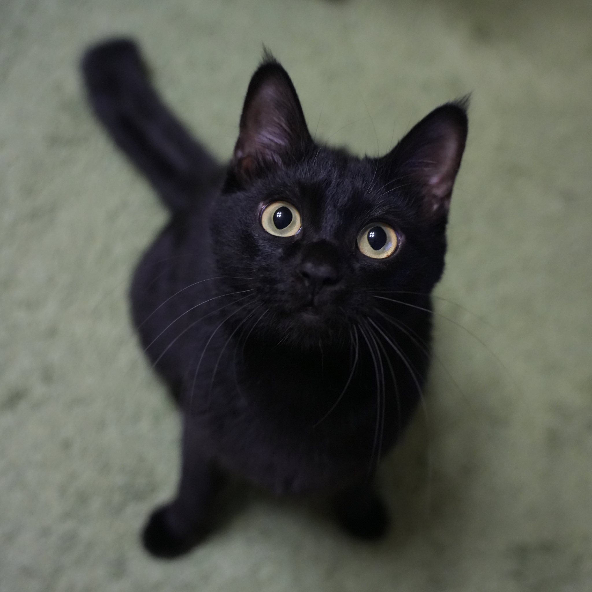 とっても品のある黒猫ちゃん | 雑種（ミックス猫） | かつらお動物見守り隊 | OMUSUBI by ペトコト｜保護犬・保護猫マッチングサイト