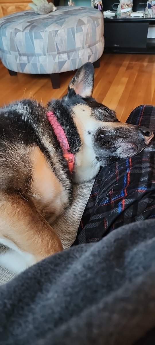 mattazzar's tweet photo. She makes these hard times easier. https://t.co/MeIa0bXGbF