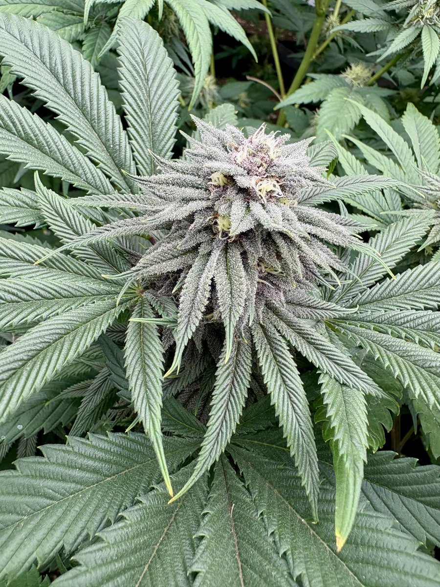 loudpack jackson tweet media
