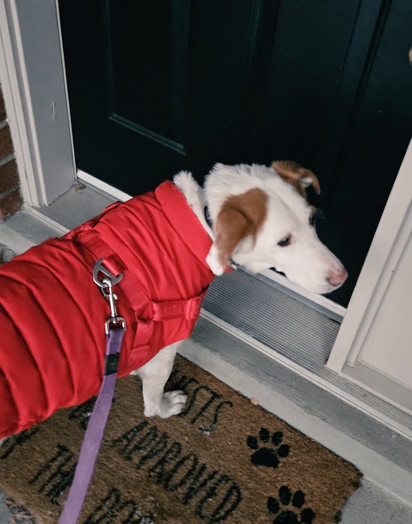 CanadianPenny 🇨🇦 (@canadianpenny1) on Twitter photo Photo 1 ➡️ Mom, is it cold out?
Photo 2 ➡️ No hekkin way, let me inside!!! 
*Mom's note: Penny only made it 10 steps down the driveway Photo 1 ➡️ Mom, is it cold out?
Photo 2 ➡️ No hekkin way, let me inside!!! 
*Mom's note: Penny only made it 10 steps down the driveway