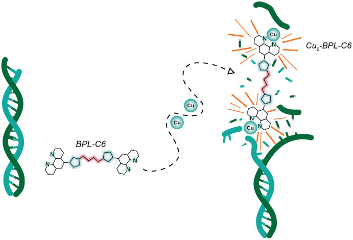 Andrew Kellett (@andrew_kellett) on Twitter photo Delighted to share our <a href="/NAR_Open/">Nucleic Acids Res</a> paper on a click chemistry-derived DNA damaging agent 🧬✂️👏 Congrats to <a href="/SimonPo18059691/">Simon Poole</a> <a href="/AlexGibney6/">Alex Gibney</a> <a href="/B_McGorman/">Bríonna McGorman</a> <a href="/DCU_Research/">DCU Research</a> <a href="/t_catley/">Tom Catley</a> <a href="/alicepyne/">Alice Pyne is on 🦋</a> <a href="/msesheffield/">Materials at TUoS</a> <a href="/FWesterlund/">Fredrik Westerlund</a> <a href="/chalmersuniv/">Chalmers University of Technology</a> <a href="/SSPCentre/">SSPC</a> <a href="/Researchirel/">Research Ireland</a> <a href="/DCU/">Dublin City University</a> doi.org/10.1093/nar/gk… Delighted to share our <a href="/NAR_Open/">Nucleic Acids Res</a> paper on a click chemistry-derived DNA damaging agent 🧬✂️👏 Congrats to <a href="/SimonPo18059691/">Simon Poole</a> <a href="/AlexGibney6/">Alex Gibney</a> <a href="/B_McGorman/">Bríonna McGorman</a> <a href="/DCU_Research/">DCU Research</a> <a href="/t_catley/">Tom Catley</a> <a href="/alicepyne/">Alice Pyne is on 🦋</a> <a href="/msesheffield/">Materials at TUoS</a> <a href="/FWesterlund/">Fredrik Westerlund</a> <a href="/chalmersuniv/">Chalmers University of Technology</a> <a href="/SSPCentre/">SSPC</a> <a href="/Researchirel/">Research Ireland</a> <a href="/DCU/">Dublin City University</a> doi.org/10.1093/nar/gk…