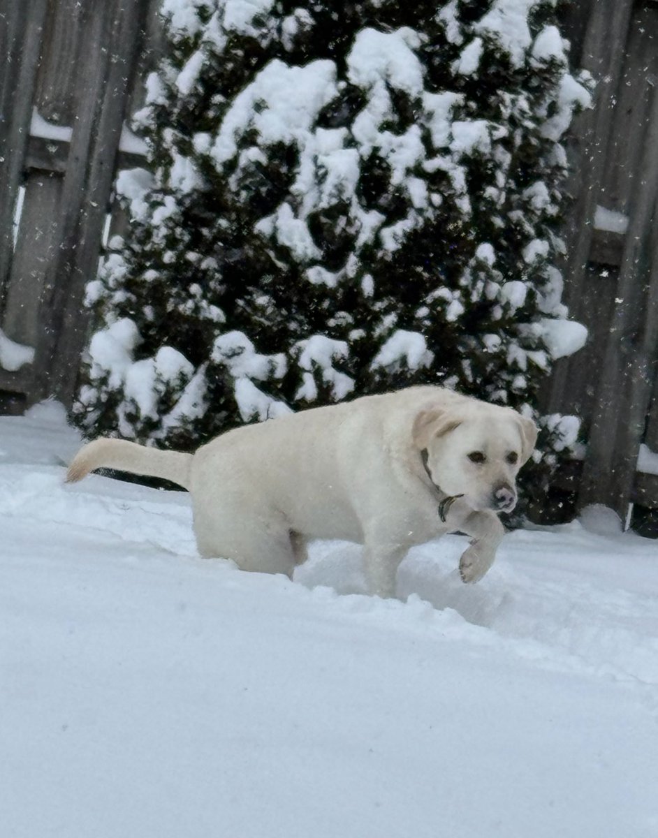 GM Friends! ☃️❄️🐕☕️

It’s a very cold Tuesday! ❄️🥶