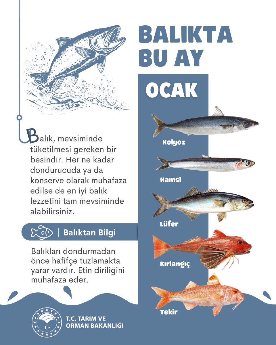 TCTarim's tweet photo. Denizden yeni çıktııı. 👀

Ocak ayında hangi balıklar tüketilir? 👇🐟