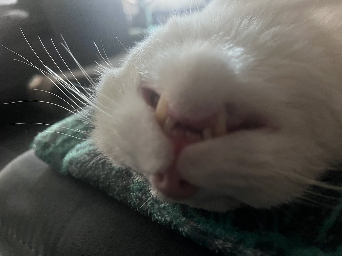 Catcuervo2's tweet photo. The cutest teeth in the world are getting removed today 😭😭😭 https://t.co/ys0RMfo4w9