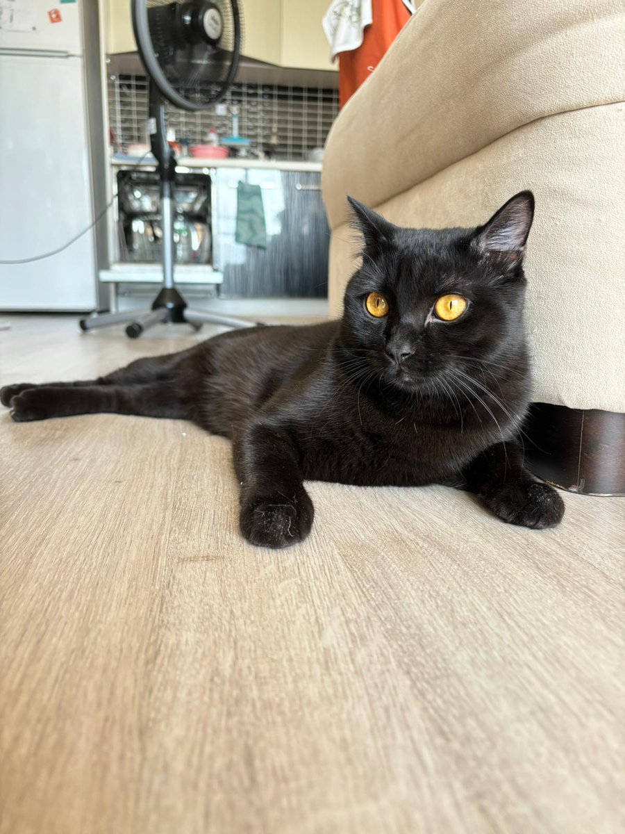 patisahiplenank's tweet photo. LOKİ 🍀
#ANKARA

8.9.2024 doğumlu erkek.
Kısır.
Evden atılan British bir annenin bebeği. Anne bir dükkanda doğum yaptı, orda sokak görmeden insana alışkın büyüdü. Hepsi yuvalarına gitti. 
Loki ise kliniğe terk edildi.
Şu an geçici yuvada ama 1 hafta vakti kaldı. https://t.co/QSKCjmBn9P