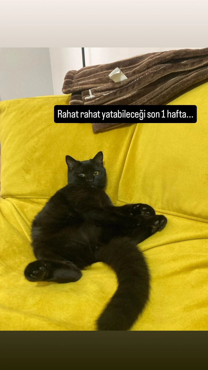 patisahiplenank's tweet photo. LOKİ 🍀
#ANKARA

8.9.2024 doğumlu erkek.
Kısır.
Evden atılan British bir annenin bebeği. Anne bir dükkanda doğum yaptı, orda sokak görmeden insana alışkın büyüdü. Hepsi yuvalarına gitti. 
Loki ise kliniğe terk edildi.
Şu an geçici yuvada ama 1 hafta vakti kaldı. https://t.co/QSKCjmBn9P